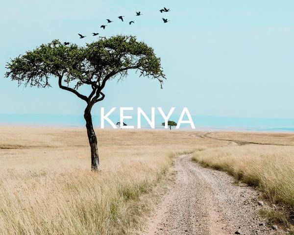 one_tree_planted___kenya_1_600x
